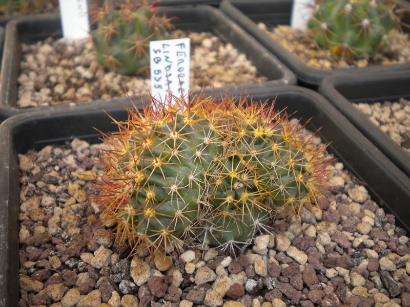 Ferocactus lindsayi 