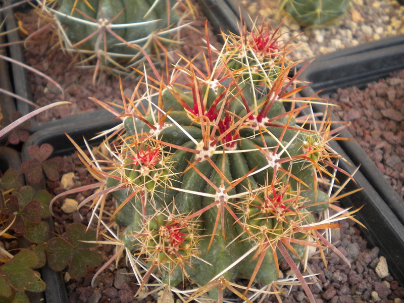 Ferocactus fordii 