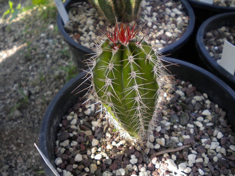 Pachycereus pecten-aboriginum 