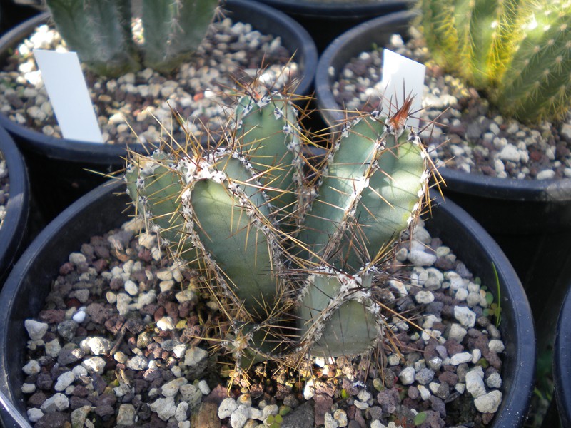 Cereus forbesii 