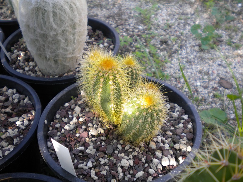 Pilosocereus chrysacanthus 