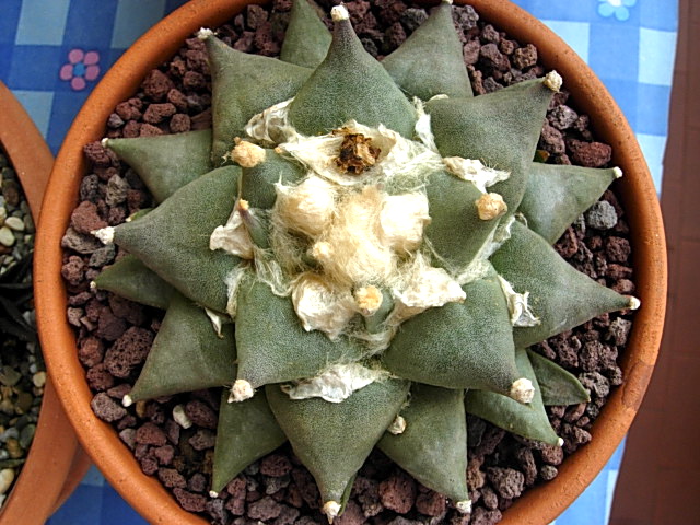 Ariocarpus furfuraceus 