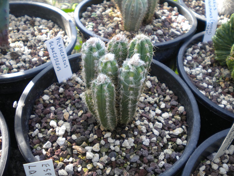 Pilosocereus glaucescens 