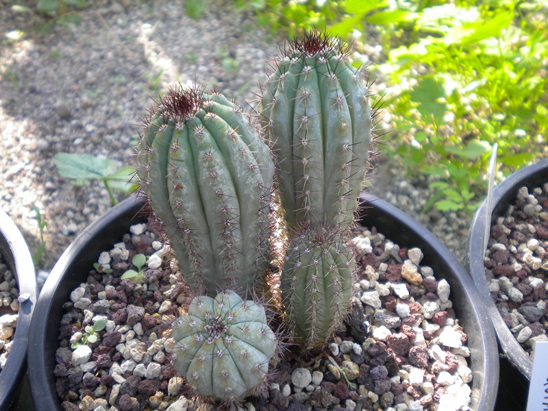 cipocereus bradei