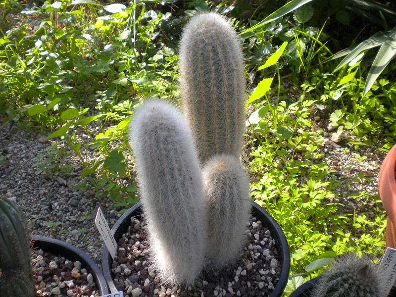 thrixanthocereus senilis