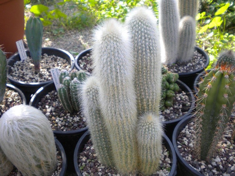 Cleistocactus strausii 