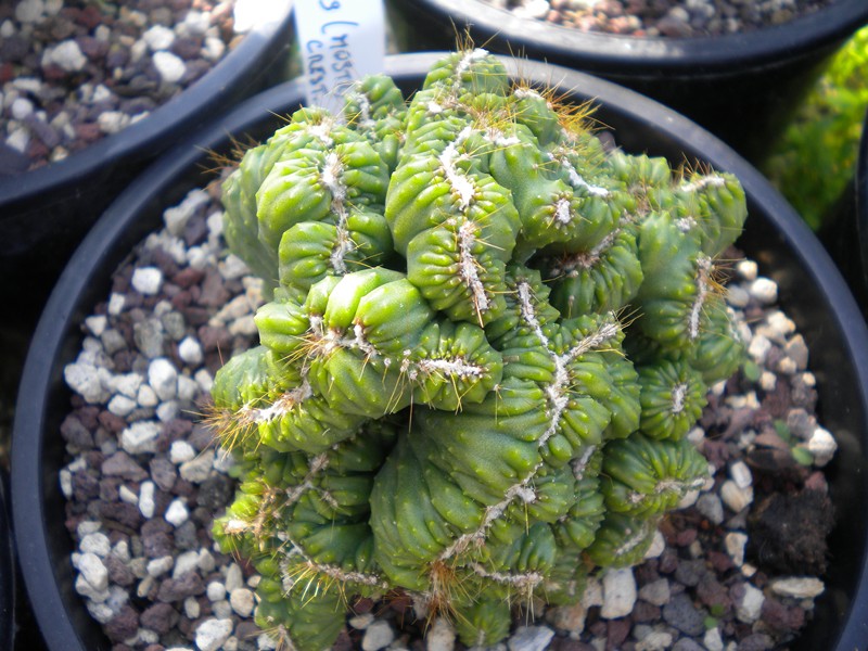 Cereus forbesii f. cristatus 