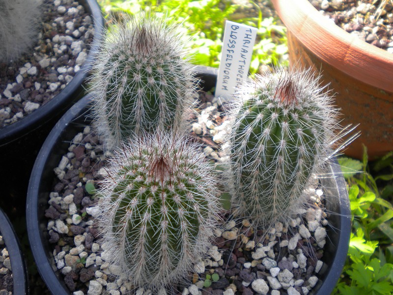 Thrixanthocereus blossfeldiorum 