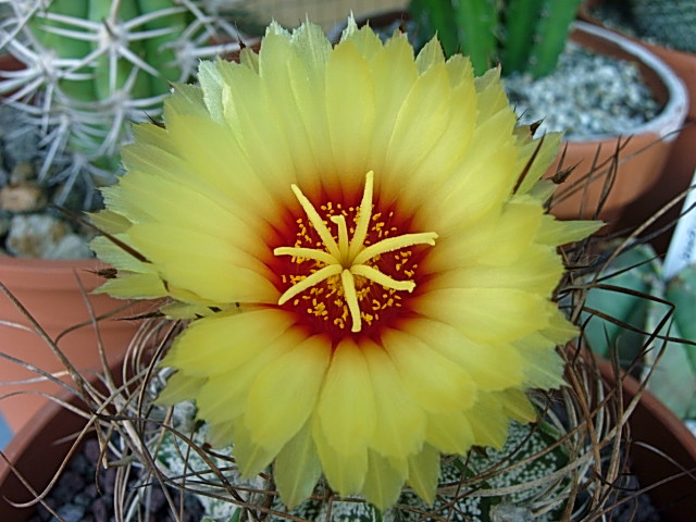 Astrophytum capricorne 