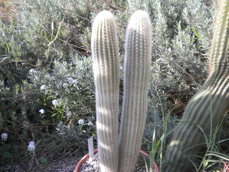 Cleistocactus ritteri 