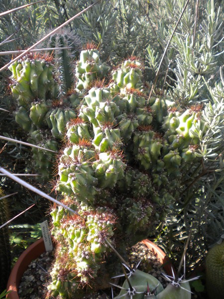 Cereus peruvianus f. monstruosus 