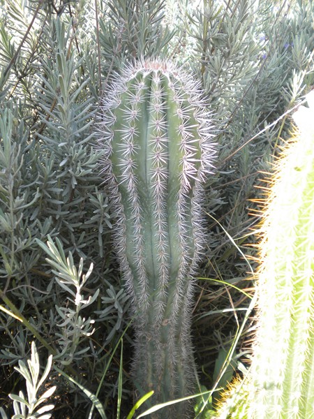 Pachycereus pringlei 