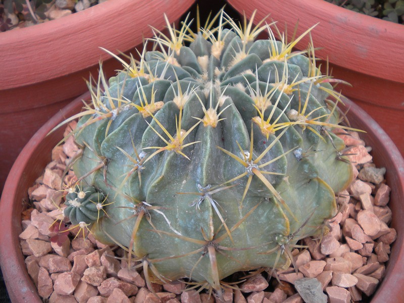 Ferocactus macrodiscus 