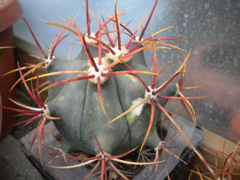 Ferocactus diguetii 