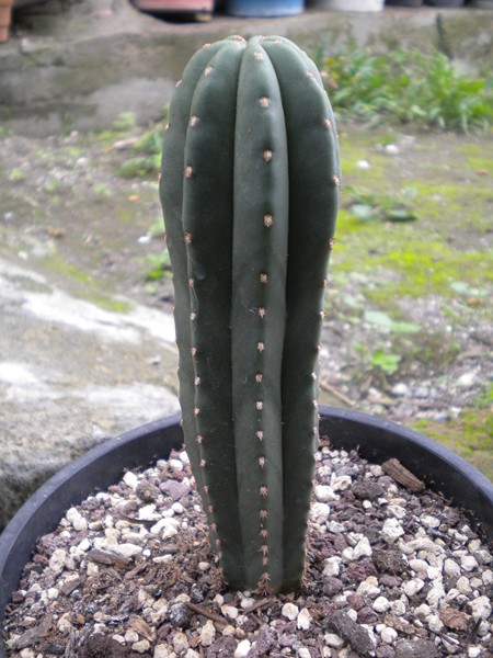 trichocereus scopulicola