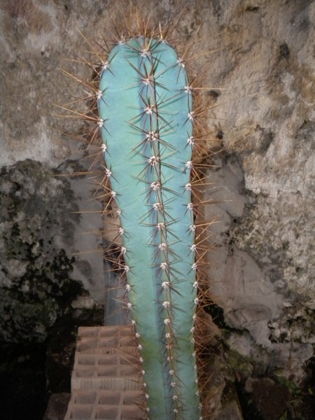 Cereus hankeanus 