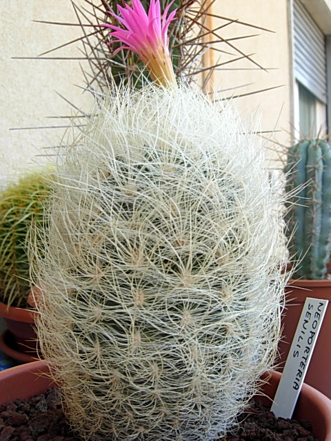 Neoporteria senilis 