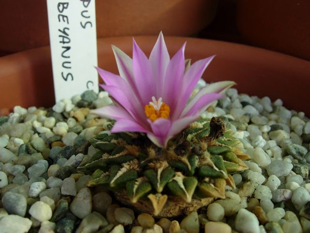 Ariocarpus kotschoubeyanus 