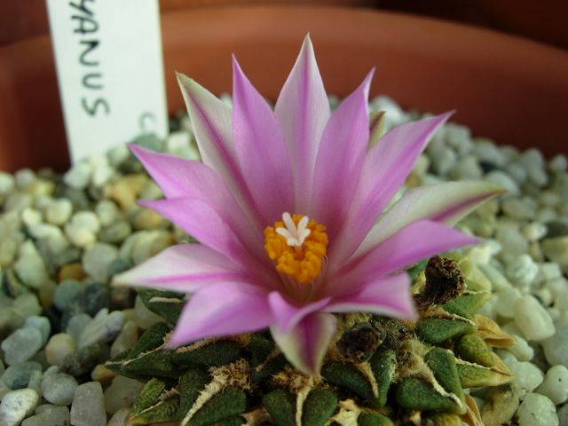 Ariocarpus kotschoubeyanus 