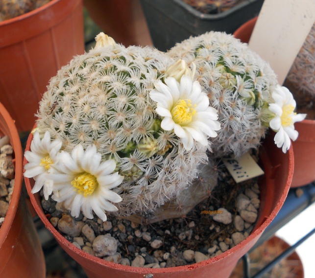 Mammillaria roemeri 