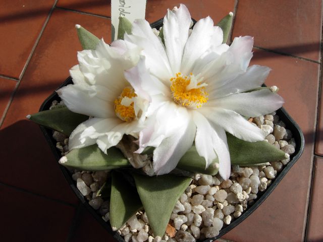 Ariocarpus retusus ssp. scapharostroides 