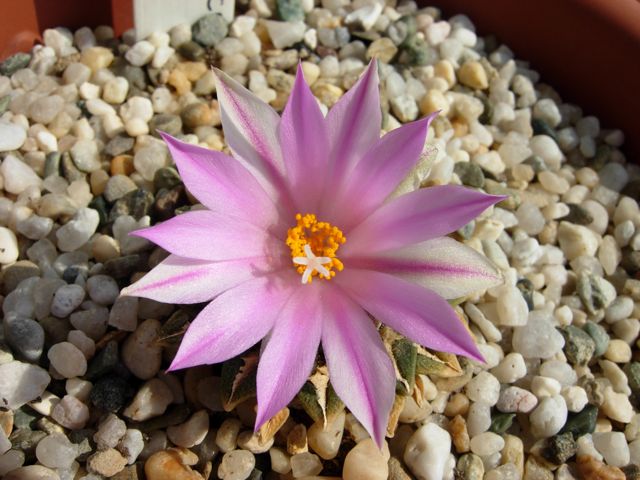 Ariocarpus kotschoubeyanus 