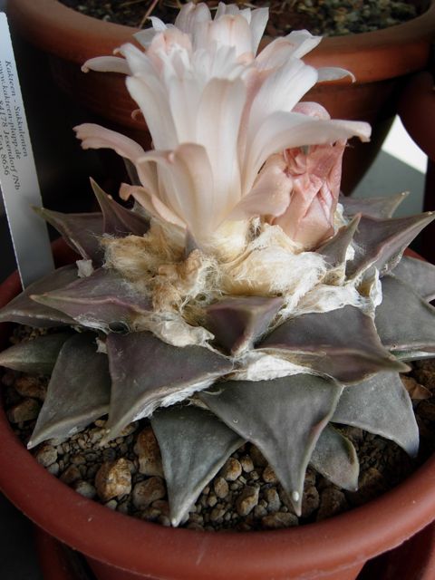 Ariocarpus furfuraceus 