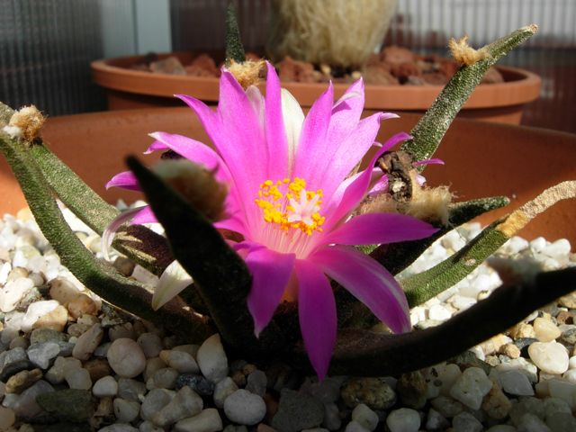 Ariocarpus agavoides 