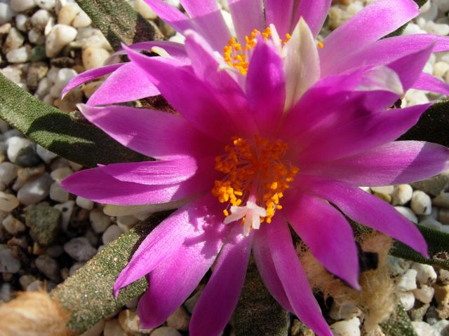 Ariocarpus agavoides 