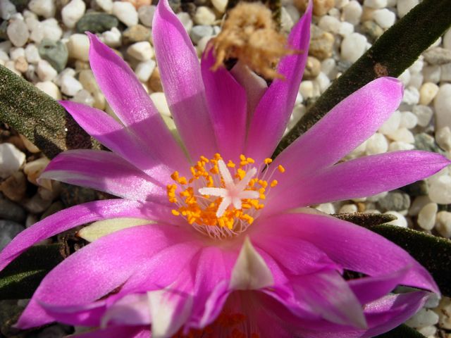 Ariocarpus agavoides 
