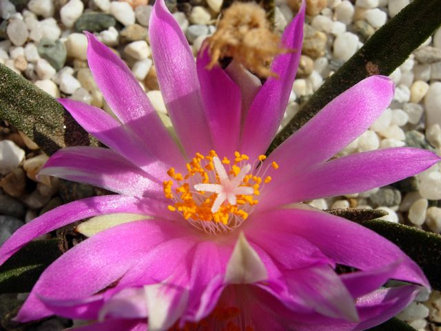 ariocarpus agavoides 