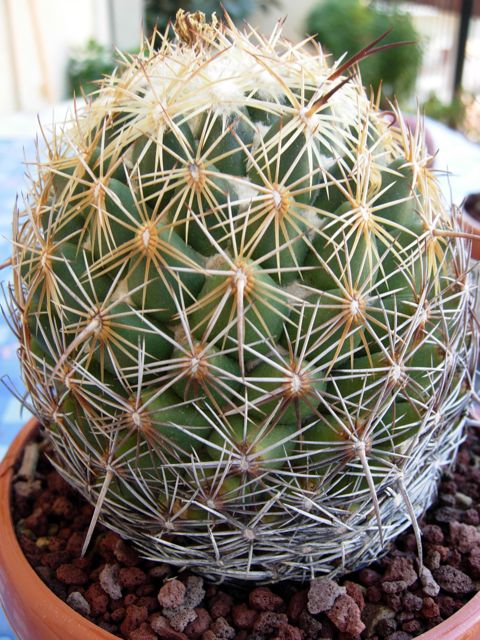 Coryphantha reduncispina 