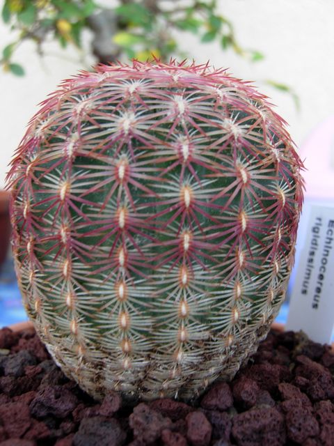 Echinocereus  rigidissimus 