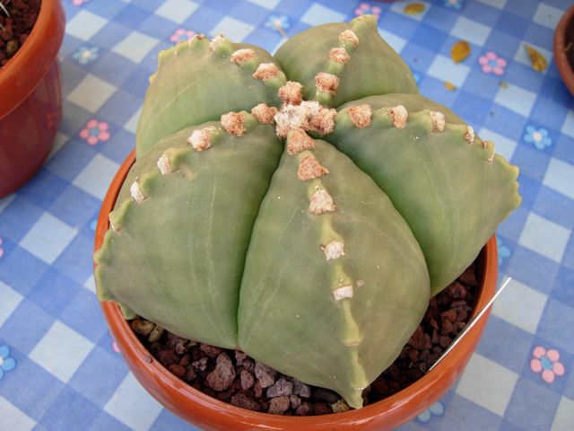 Astrophytum myriostigma v. nudum 