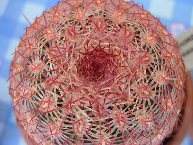 Echinocereus rigidissimus 