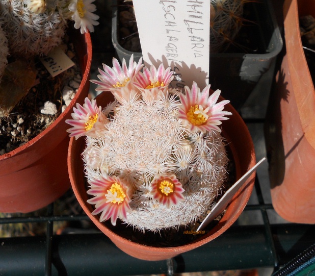 Mammillaria wohlschlageri SB 1965