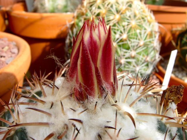 Coryphantha elephantidens 