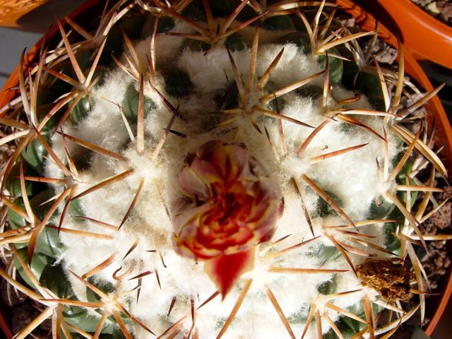 Coryphantha elephantidens 