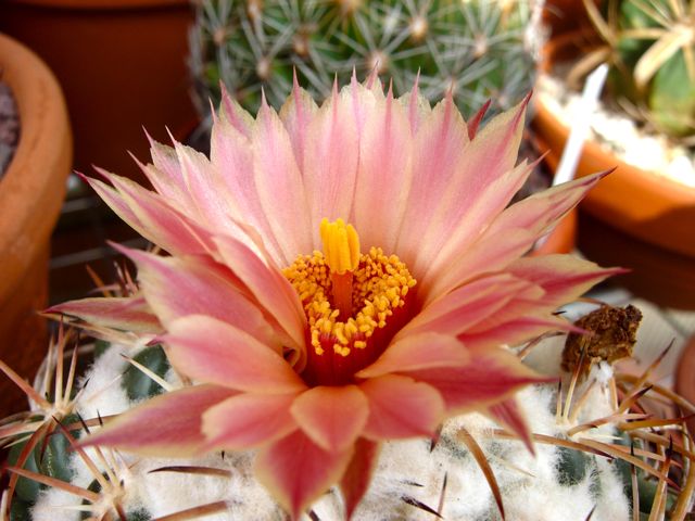 Coryphantha elephantidens 