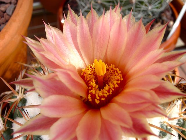 Coryphantha elephantidens 