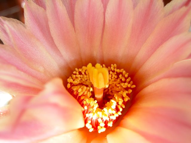 Coryphantha elephantidens 