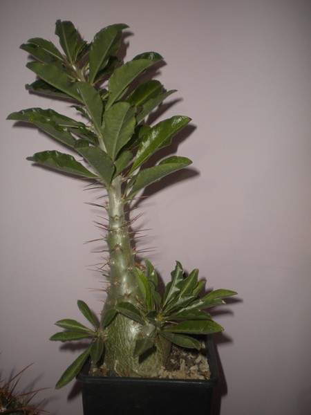 Pachypodium saundersii 