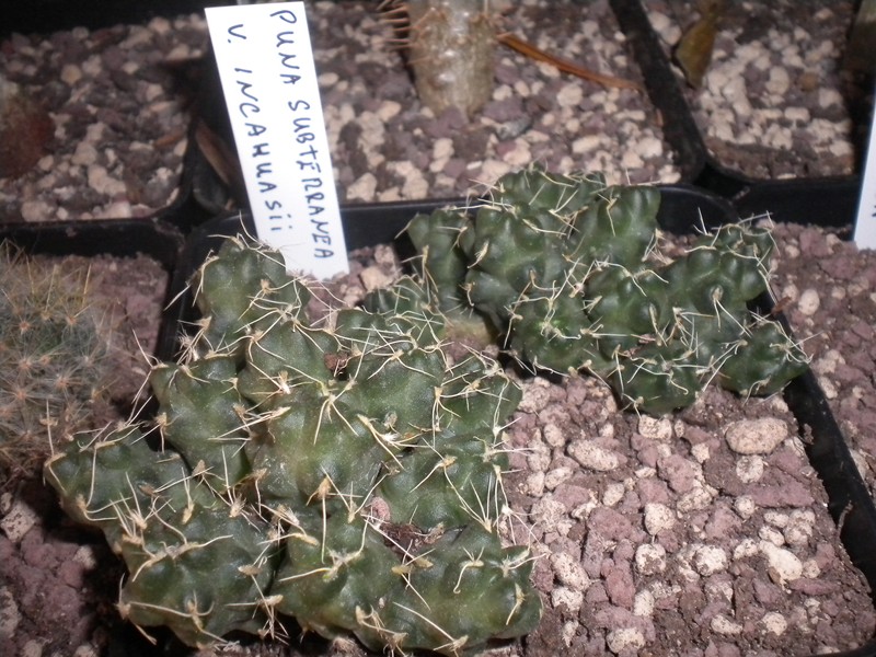 Puna subterranea v. incahuasii 