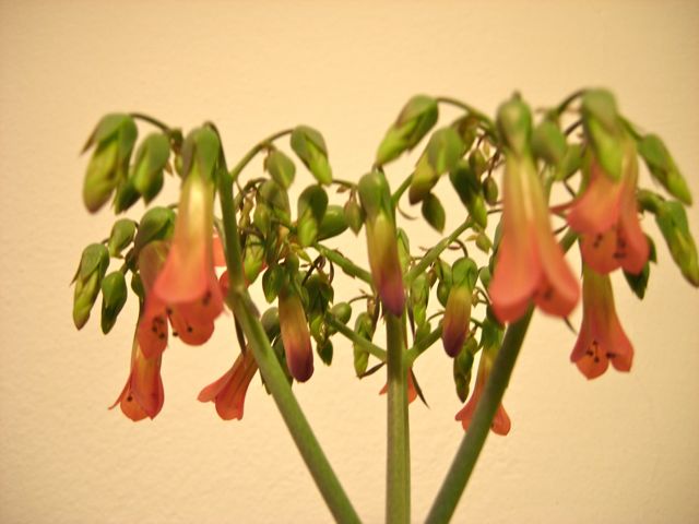 Kalanchoe daigremontiana 