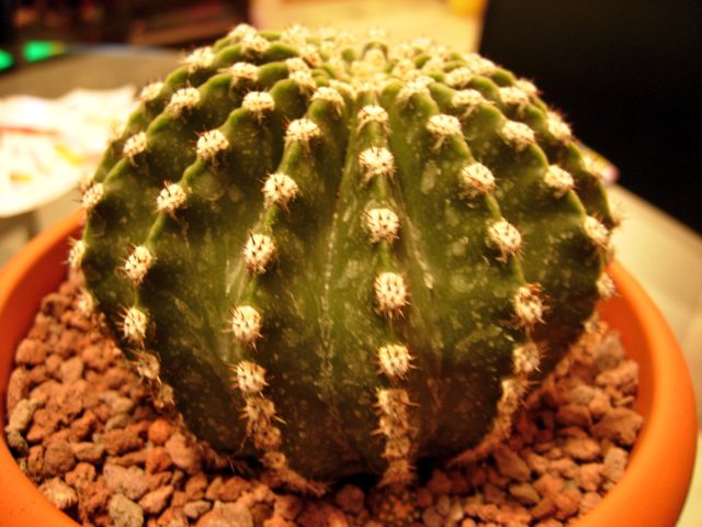 echinopsis eryesii 