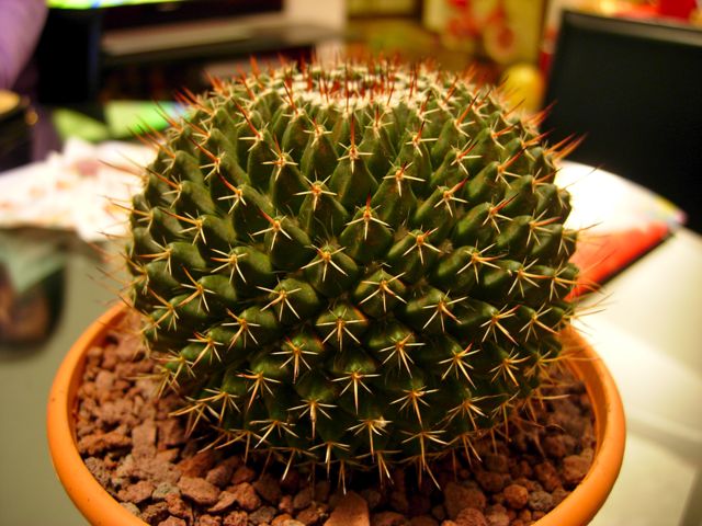 mammillaria mistax 