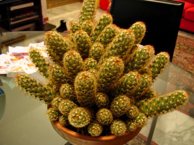 mammillaria elongata 