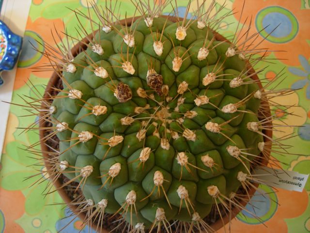 Gymnocalycium pflanzii 