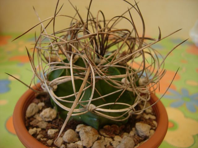 Astrophytum senile 