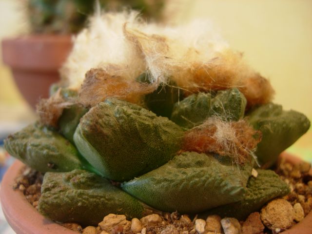 Ariocarpus fissuratus 